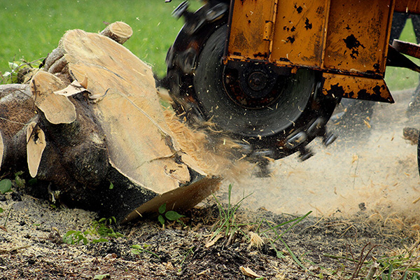 tree stump removal